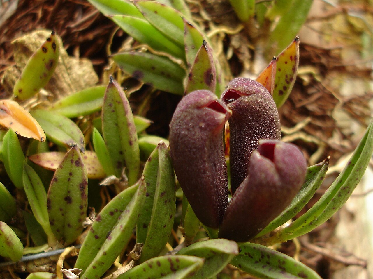 Acianthera asaroides: Photos by Alessandro Ferreira & Dalton Holland Baptista for Orchidstudium