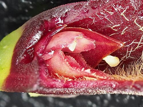 Acianthera asaroides: Acianthera asaroides