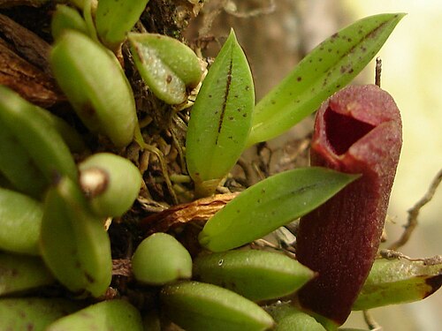Acianthera asaroides: Photos by Alessandro Ferreira & Dalton Holland Baptista for Orchidstudium
