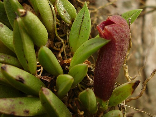 Acianthera asaroides: Photos by Alessandro Ferreira & Dalton Holland Baptista for Orchidstudium
