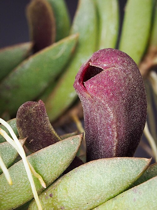 Acianthera asaroides: Acianthera asaroides
