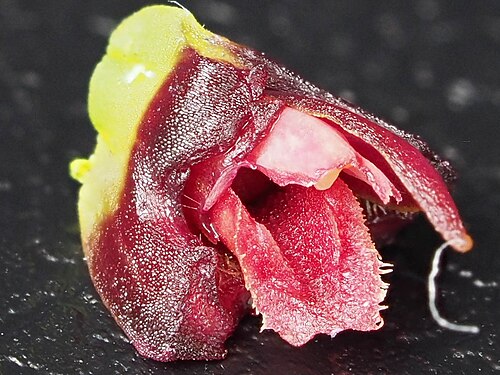 Acianthera asaroides: Acianthera asaroides