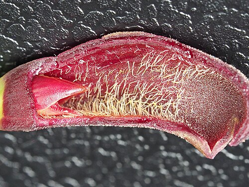 Acianthera asaroides: Acianthera asaroides