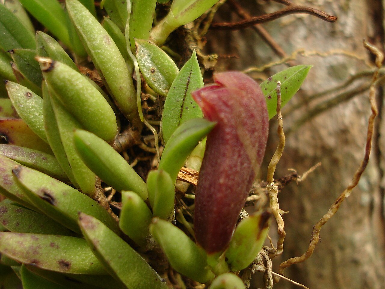 Acianthera asaroides: Photos by Alessandro Ferreira & Dalton Holland Baptista for Orchidstudium