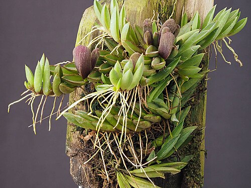 Acianthera asaroides: Acianthera asaroides