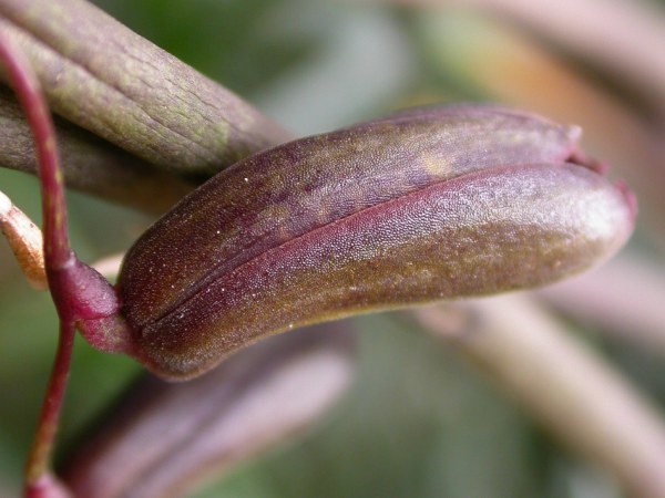 Acianthera atropurpurea: Pleurobotryum atropurpureum