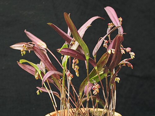 Acianthera auriculata: Acianthera auriculata