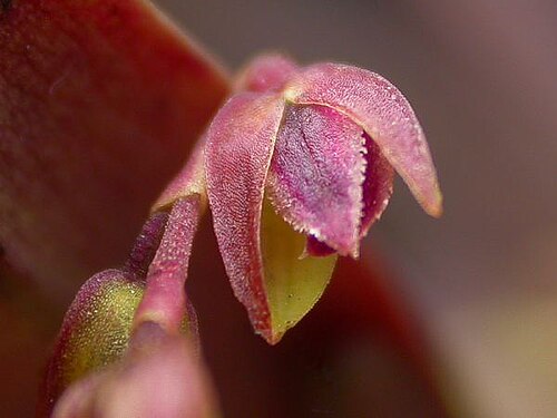 Acianthera auriculata: Arthrosia auriculata