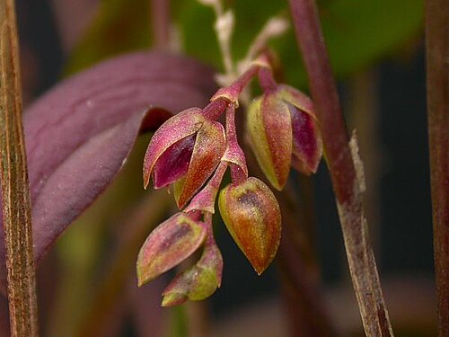 Acianthera auriculata: Acianthera auriculata