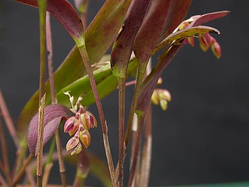 Acianthera auriculata: Acianthera auriculata