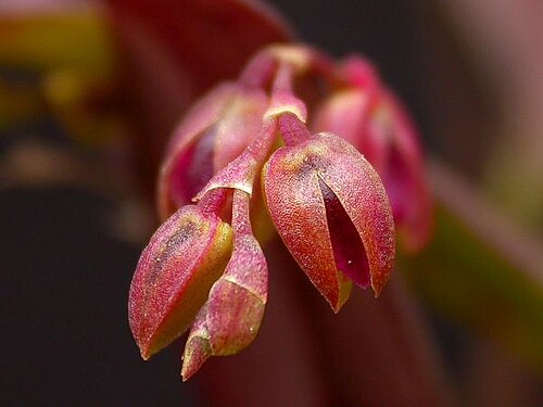 Acianthera auriculata: Acianthera auriculata