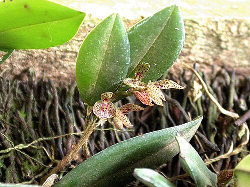 Acianthera bicornuta: Acianthera bicornuta