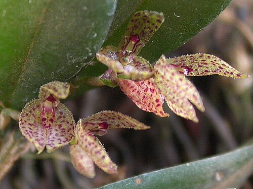 Acianthera bicornuta: Acianthera bicornuta