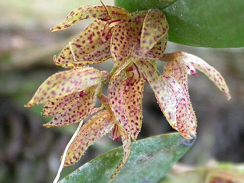 Acianthera bicornuta: Acianthera bicornuta