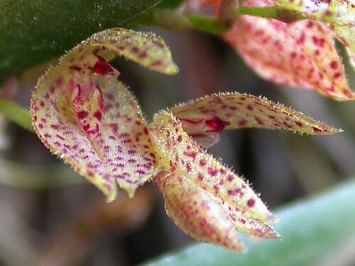 Acianthera bicornuta: Acianthera bicornuta