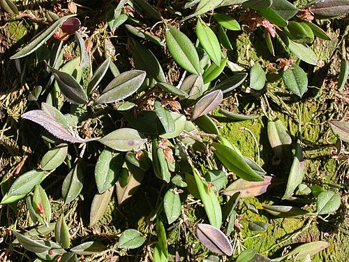 Acianthera bicornuta: Acianthera bicornuta