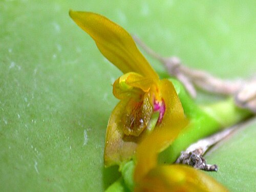 Acianthera binotii: Photos by Americo Docha Neto & Dalton Holland Baptista for Orchidstudium