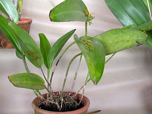 Acianthera binotii: Photos by Americo Docha Neto & Dalton Holland Baptista for Orchidstudium