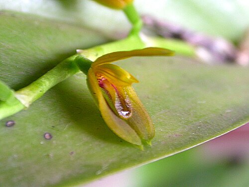 Acianthera binotii: Photos by Americo Docha Neto & Dalton Holland Baptista for Orchidstudium