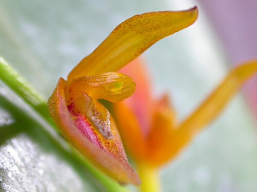 Acianthera binotii: Photos by Americo Docha Neto & Dalton Holland Baptista for Orchidstudium