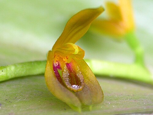 Acianthera binotii: Photos by Americo Docha Neto & Dalton Holland Baptista for Orchidstudium