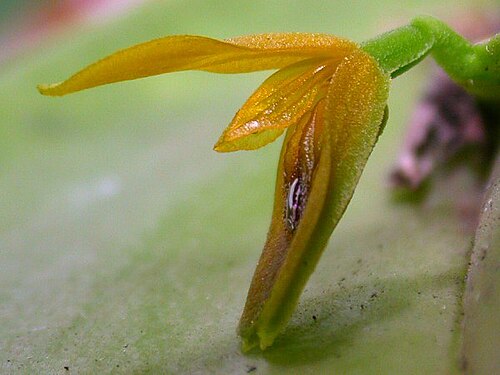 Acianthera binotii: Photos by Americo Docha Neto & Dalton Holland Baptista for Orchidstudium