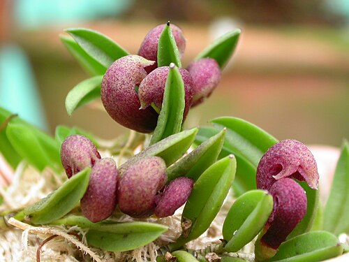 Acianthera bragae: Sarracenella pubescens