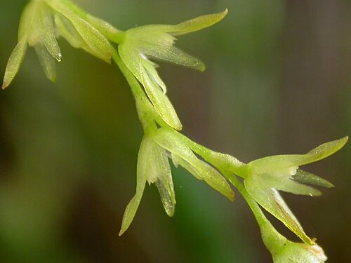 Acianthera caldensis: Acianthera caldensis