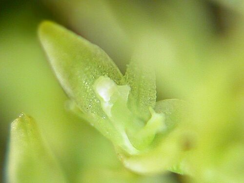 Acianthera caldensis: Acianthera caldensis