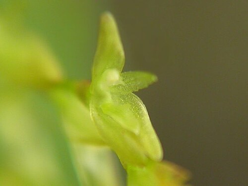 Acianthera caldensis: Acianthera caldensis