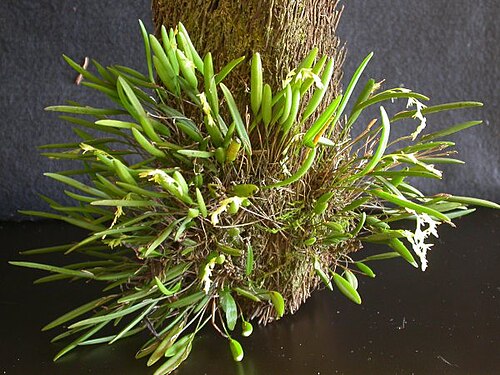 Acianthera caldensis: Acianthera caldensis