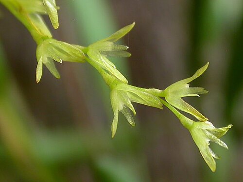 Acianthera caldensis: Acianthera caldensis