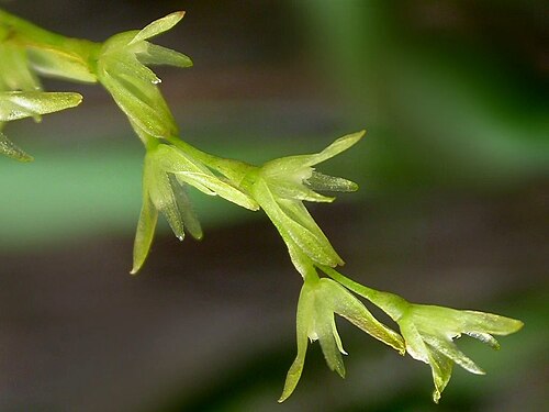 Acianthera caldensis: Arthrosia caldensis
