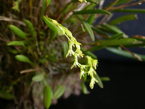 Acianthera caldensis: Acianthera caldensis