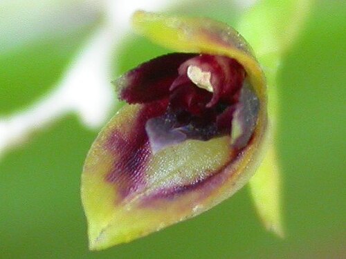 Acianthera capillaris: Arthrosia floribunda