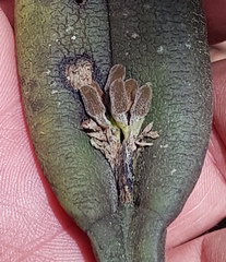 Acianthera chrysantha (Acianthera chrysantha)