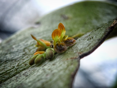Acianthera circumplexa (Acianthera circumplexa)