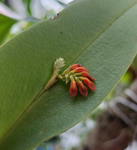 Acianthera circumplexa (Acianthera circumplexa)