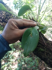 Acianthera circumplexa (Acianthera circumplexa)