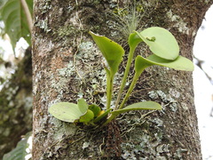 Acianthera circumplexa (Acianthera circumplexa)