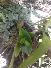 Acianthera circumplexa (Acianthera circumplexa)