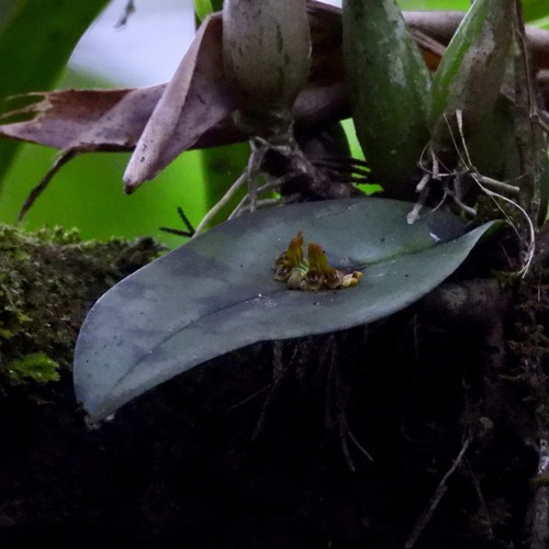 Acianthera circumplexa (Acianthera circumplexa)