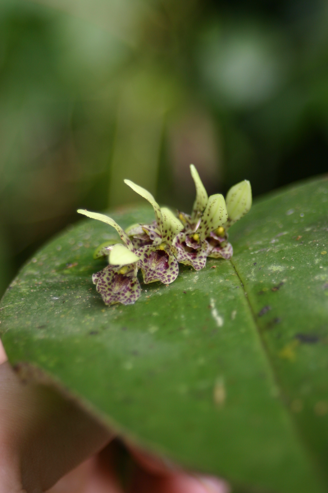 Acianthera cogniauxiana: Found on a fallen tree branch over a small quebrada in Monteverde. I love the mottling on the flowers! Wish I'd had a macro lens on me when I found this thing,
