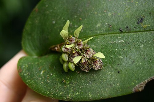Acianthera cogniauxiana: Found on a fallen tree branch over a small quebrada in Monteverde. I love the mottling on the flowers! Wish I'd had a macro lens on me when I found this thing,
