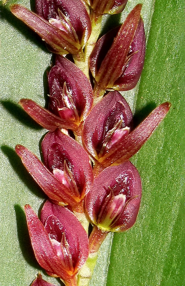 Acianthera cornejoi: Coleccion tipo de Acianthera cornejoi