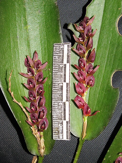 Acianthera cornejoi: Coleccion tipo de Acianthera cornejoi.