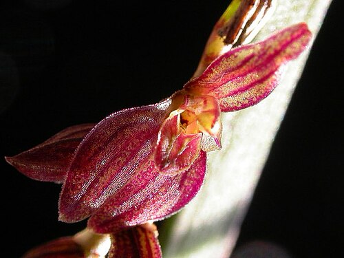 Acianthera crepiniana: Pleurobotryum crepinianum