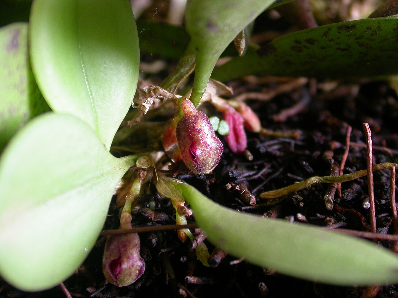 Acianthera cryptantha: Cryptophoranthus cryptanthus