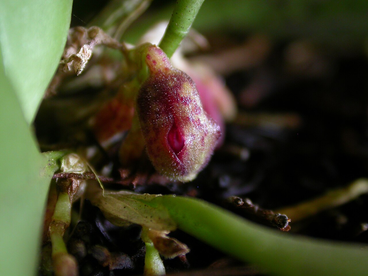 Acianthera cryptantha: Cryptophoranthus cryptanthus