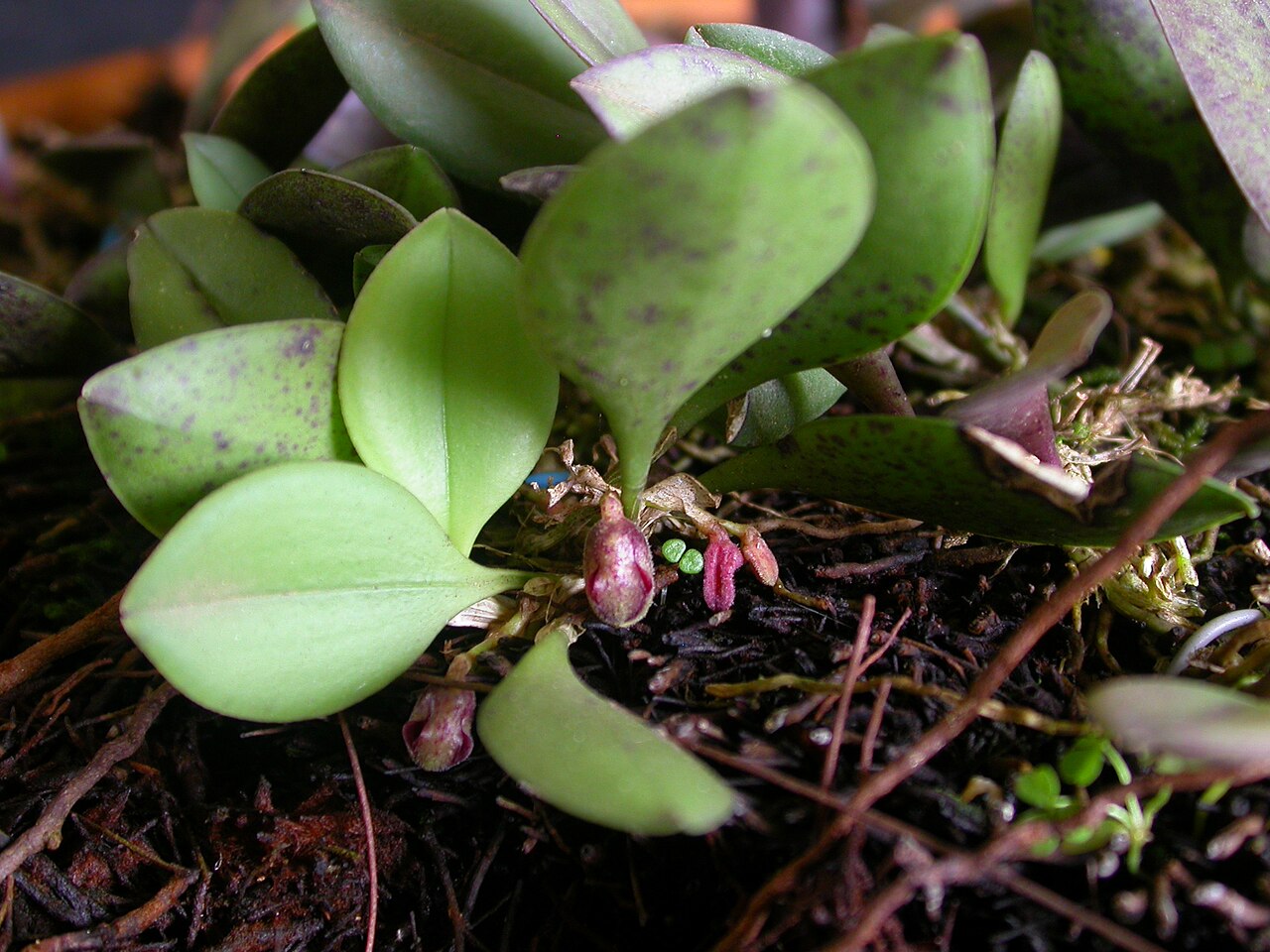 Acianthera cryptantha: Cryptophoranthus cryptanthus
